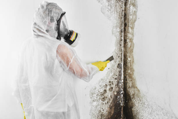 Mold Removal Process in Lincoln Beach, OR
