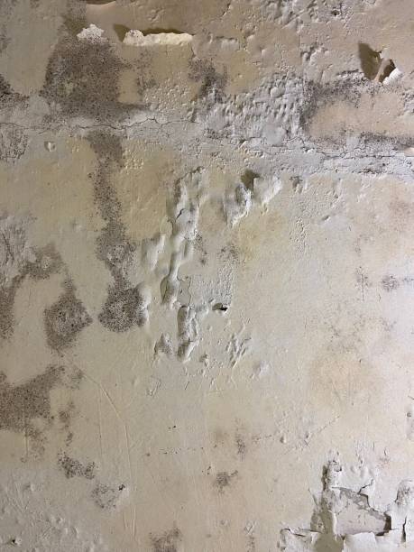 Best Mold Removal Process  in Lincoln Beach, OR