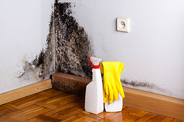 Best Best Mold Removal Companies  in Lincoln Beach, OR