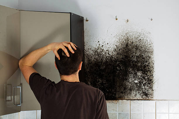 Best Toxic Mold Removal  in Lincoln Beach, OR