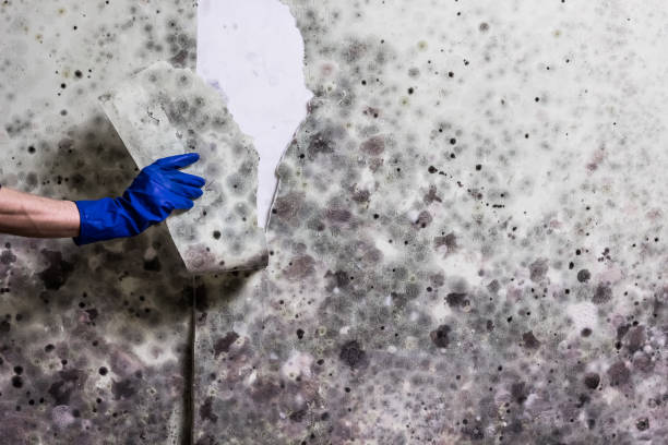 Attic Mold Removal in Lincoln Beach, OR