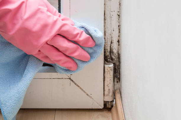 Best Affordable Mold Removal  in Lincoln Beach, OR